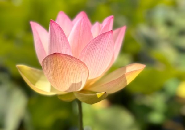 Wisdom Shining Like a Lotus in the Mud By Dr. Bhante Sumitta