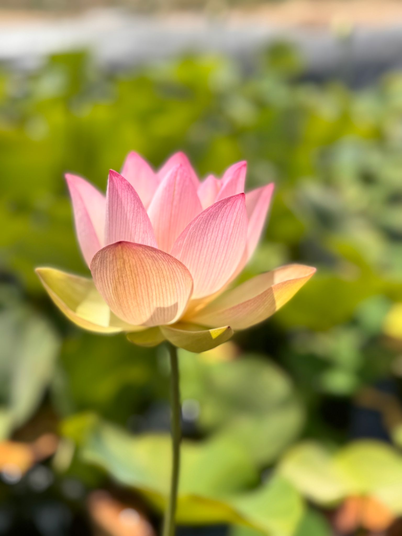 Wisdom Shining Like a Lotus in the Mud By Dr. Bhante Sumitta